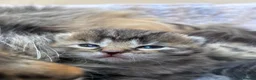 British Longhair cats for sale: Stunning Fluffy Tabby Longhaired  - Advert 8