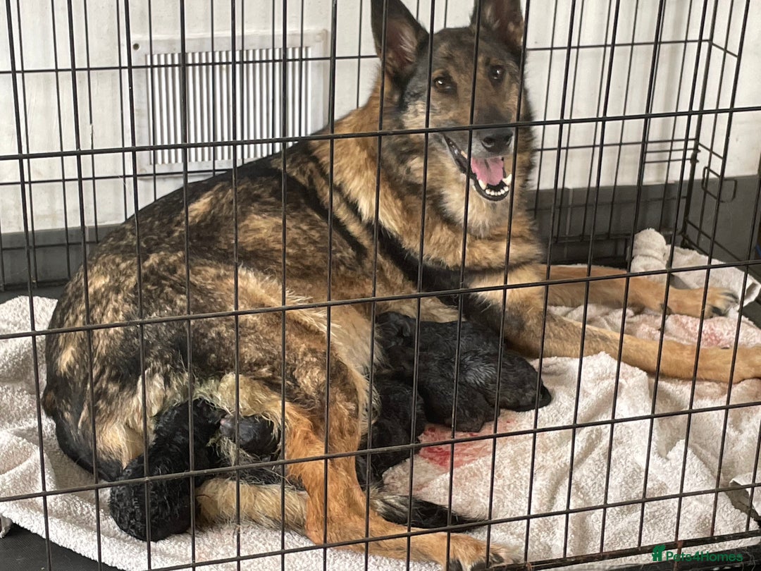 Mixed Breed dogs for sale: 9 gsd x pups for sale  - Image 4