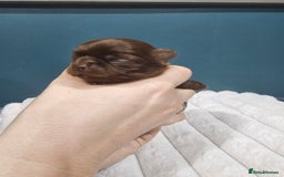 Chihuahua dogs for sale: Long hair tri chocolate apple head chihuahuas  - Advert 2