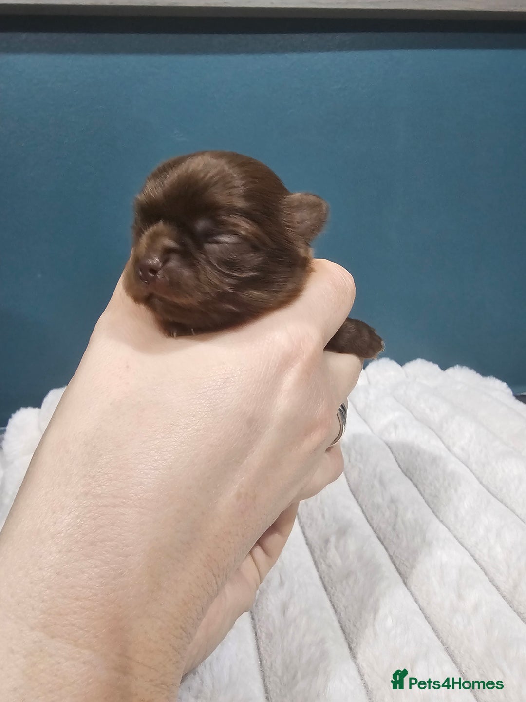 Chihuahua dogs for sale: Long hair tri chocolate apple head chihuahuas  - Advert 2