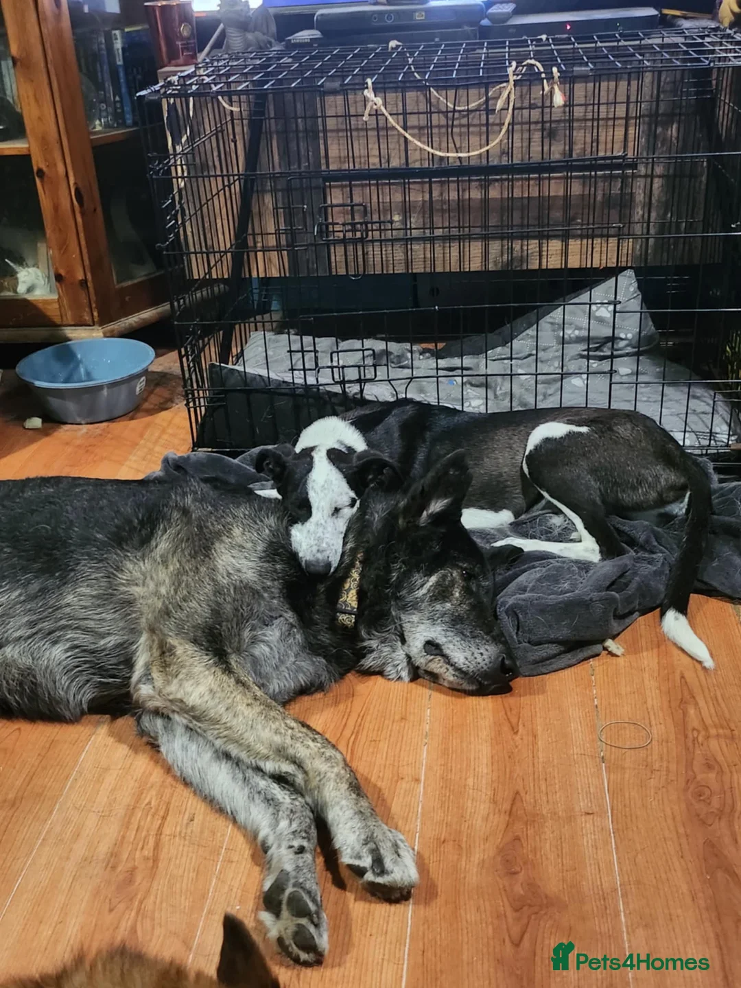 Mixed Breed dogs for adoption: Bexley is 10 yrs old  - Advert 2