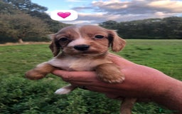 Cocker Spaniel dogs for sale: 5* KC Health tested Cocker spaniel puppies - Image 5