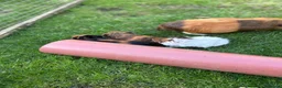 Guinea Pig rodents for sale: 3 bonded boys - Advert 5
