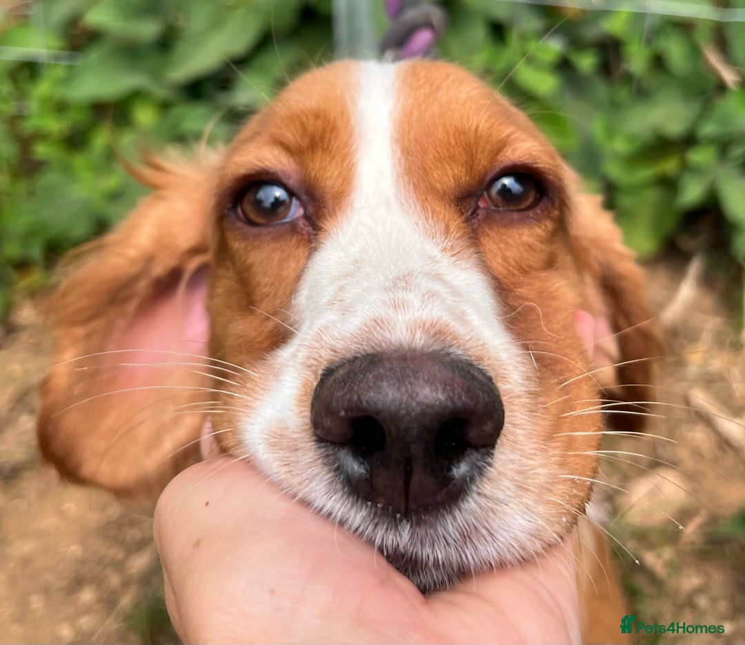 Cocker Spaniel dogs for sale: Beautiful Ruby seeks new home!  - Image 2