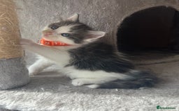 Turkish Angora cats for sale: Turkish Angora/ Ragdoll kittens for SALE !!! - Image 12