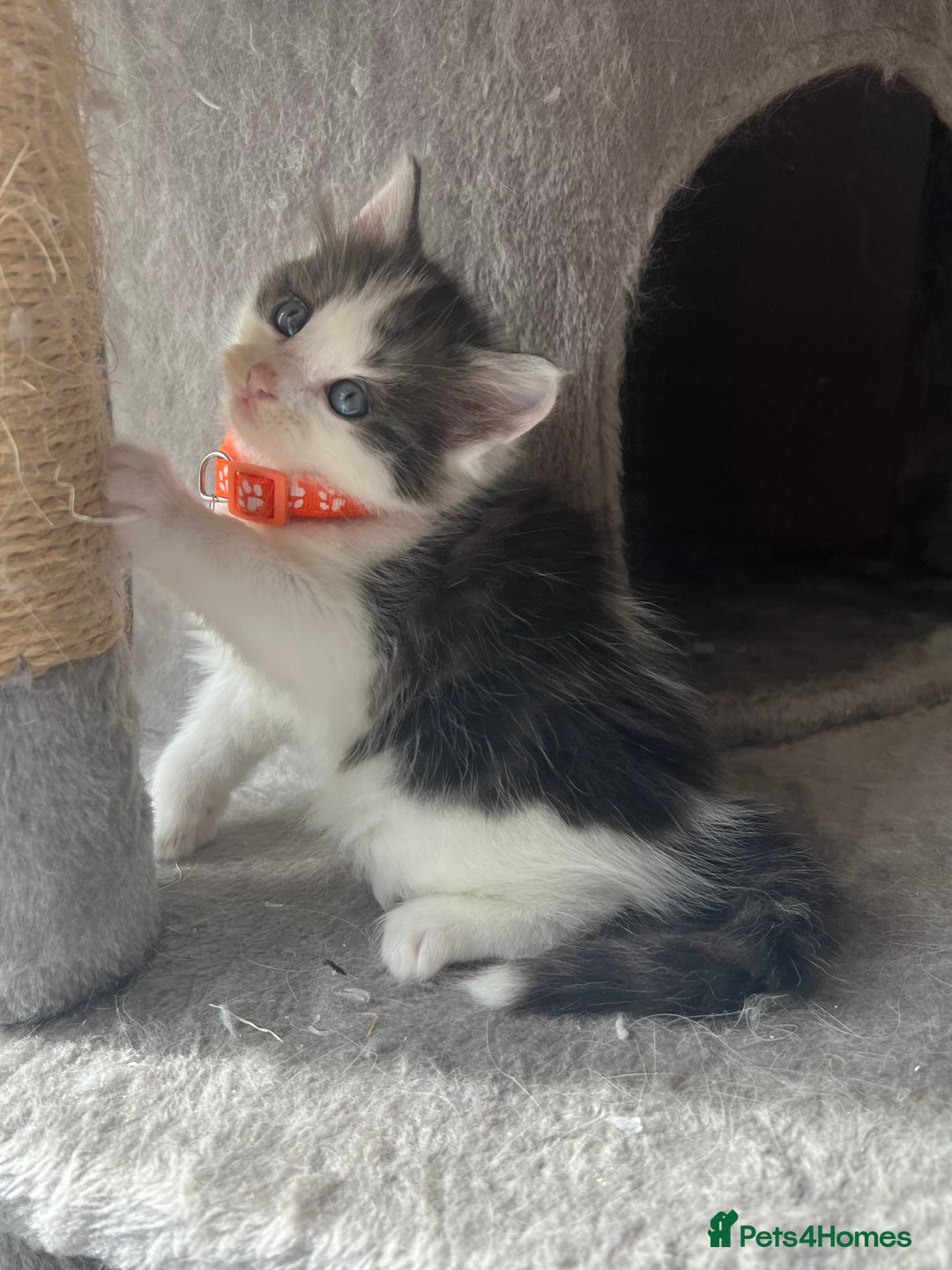 Turkish Angora cats for sale: Turkish Angora/ Ragdoll kittens for SALE !!! - Image 12