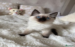 Ragdoll cats for sale: GCCF registered Ragdoll kittens - Image 2