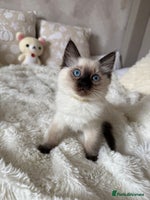 Ragdoll cats - Advert 9