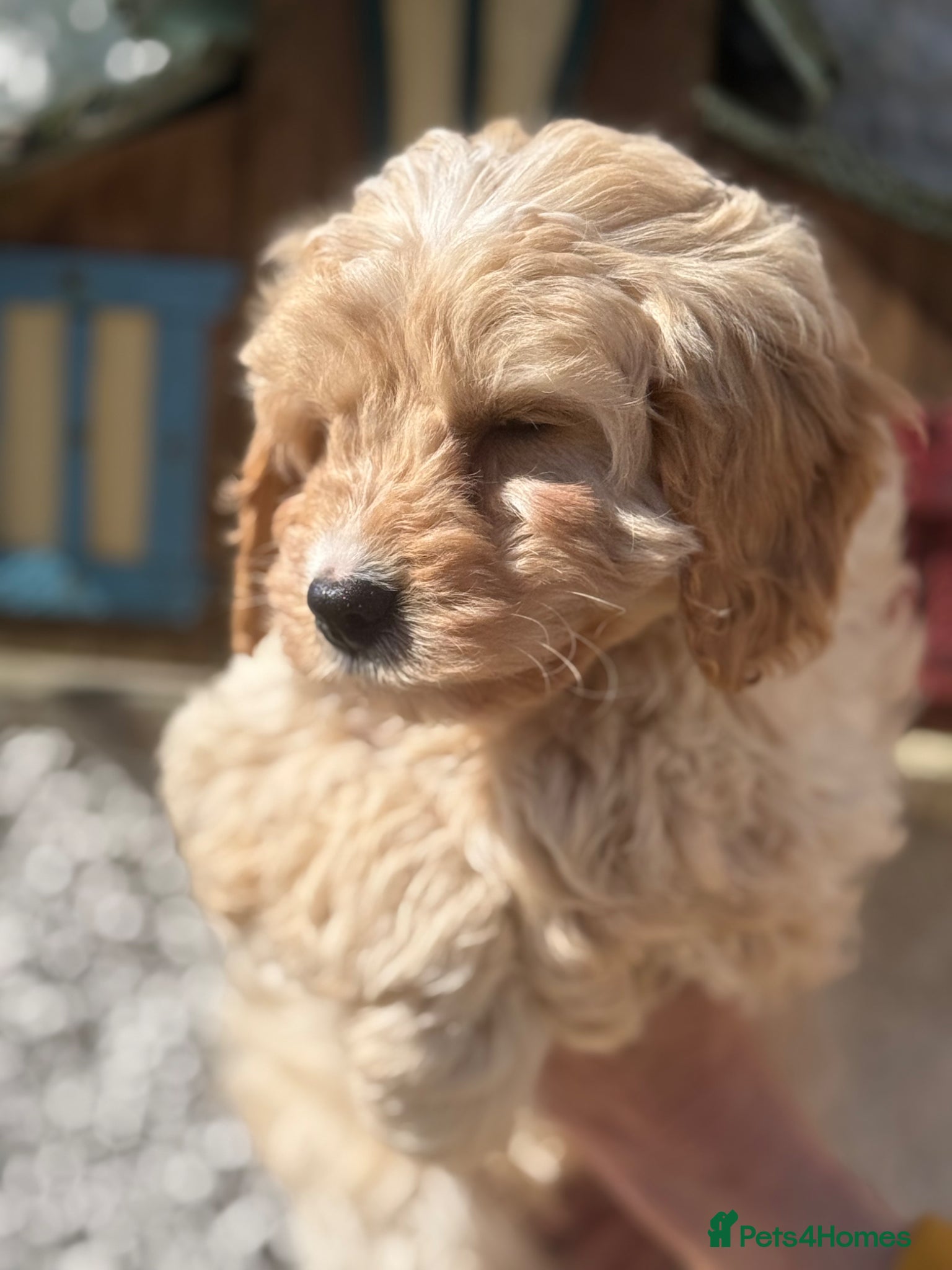 Cavapoo dogs Ready Now F1 Cavapoos - Advert 1