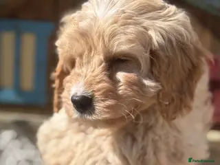 Cavapoo dogs Ready Now F1 Cavapoos - Advert 3