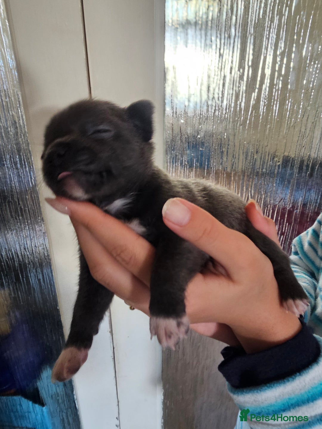 Chihuahua dogs for sale: 4 baby boy chiuaua  - Image 6