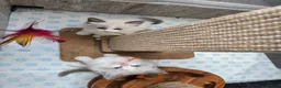 Ragdoll cats for sale: ​ Exceptional Ragdoll Kittens – Stunning Bicolor - Advert 4