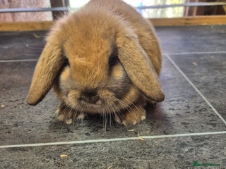 Mini Lop rabbits Baby mini lop rabbits - Advert 1
