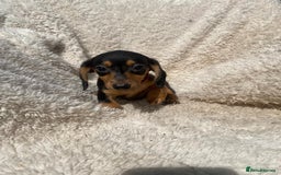 Miniature Dachshund dogs for sale: True To Type Miniature Dachshunds  - Image 3