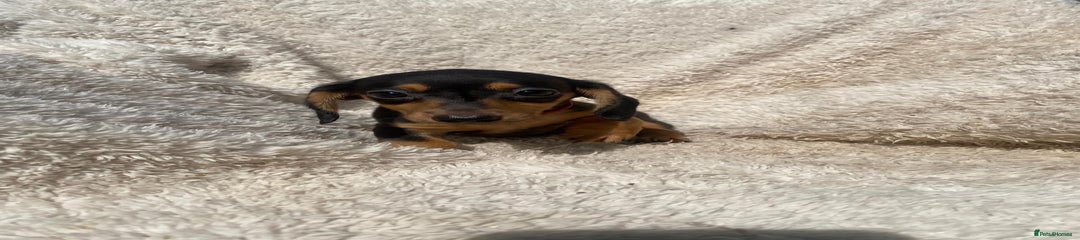Miniature Dachshund Puppy 1