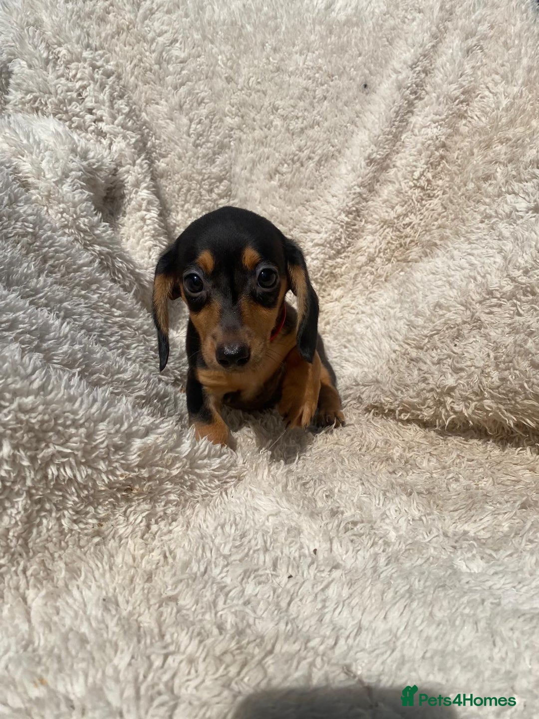 Miniature Dachshund dogs for sale: True To Type Miniature Dachshunds  - Image 3
