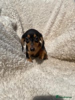 Miniature Dachshund dogs - Advert 16
