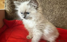 Ragdoll cats for sale: Ragdoll kittens  - Image 4
