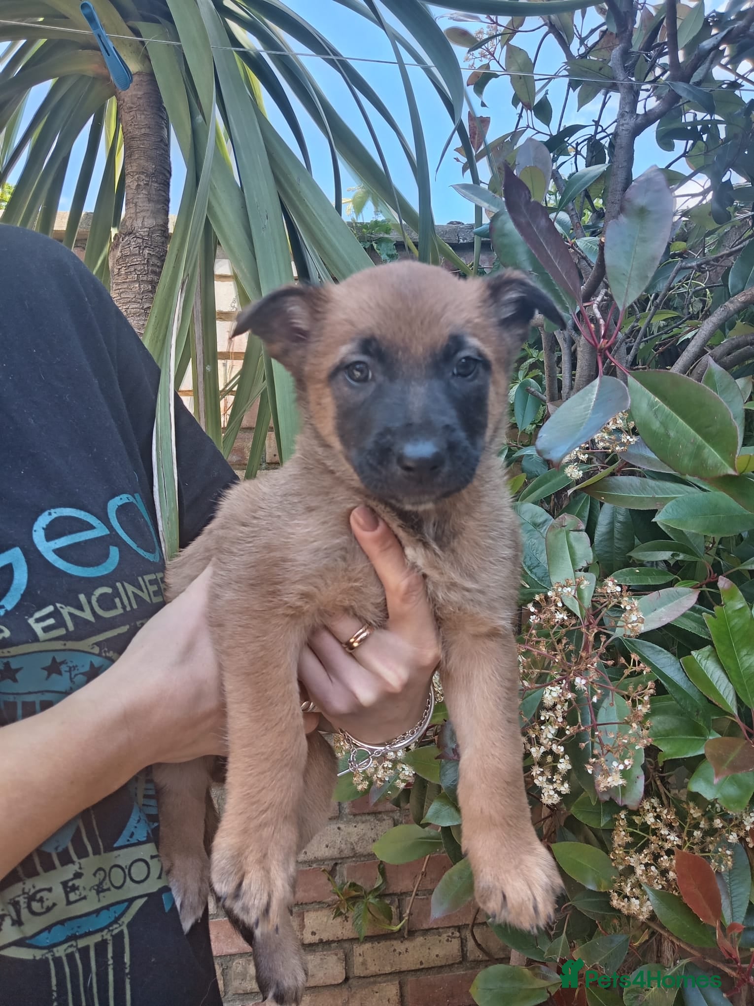 Belgian Shepherd Dog dogs for sale: Belgian Malinois Puppies Ready Now - Advert 13