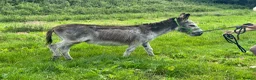 Donkey livestock for sale: 2 donkey gelding for sale - Advert 8