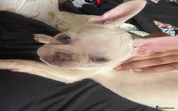 French Bulldog dogs for sale: French Bulldog  - Image 3