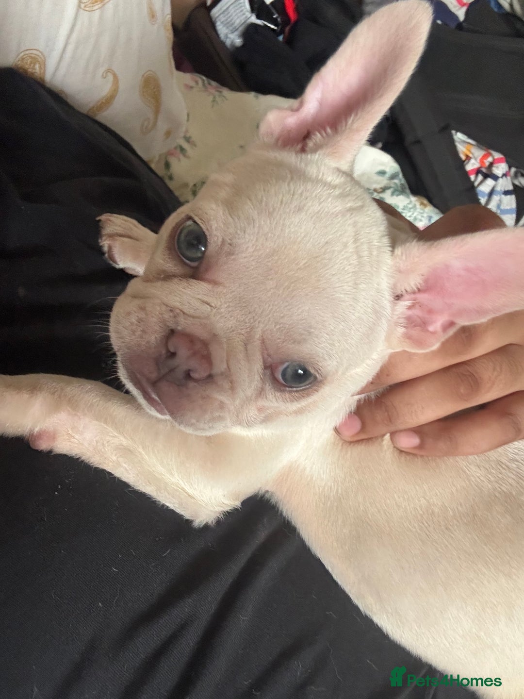 French Bulldog dogs for sale: French Bulldog  - Image 3