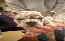 French Bulldog dogs for sale: Stunning litter of French bulldog puppies  - Image 4