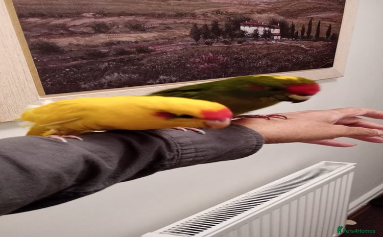 Parakeets birds - Advert 1