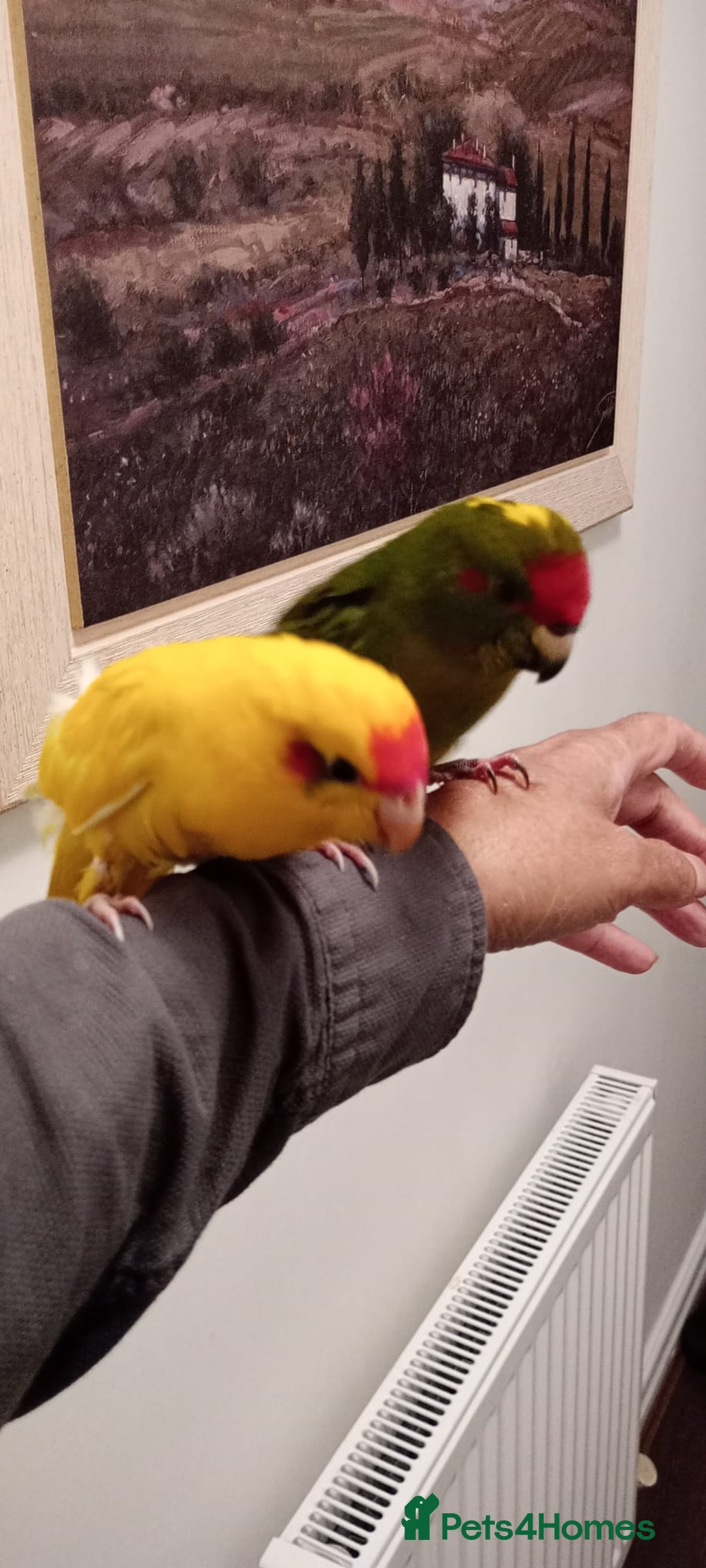 Parakeets birds for sale: Hand reared baby Kakariki for sale  - Image 1