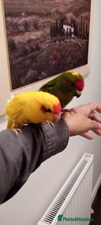 Parakeets birds - Advert 6