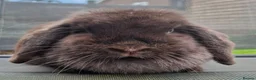 Mini Lop rabbits for sale: Various ages - Advert 13