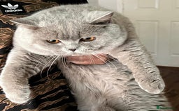 British Shorthair cats for sale: Adorable British short hair Kittens - Image 4