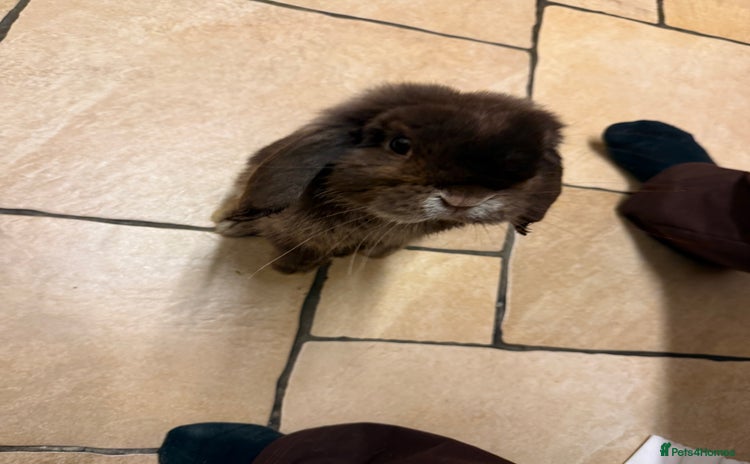 Mini Lop rabbits - Advert 1