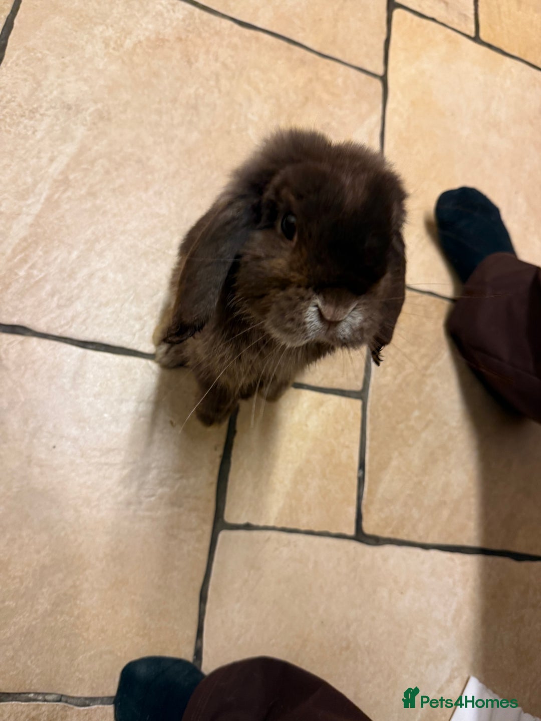 Mini Lop rabbits for sale: Mini loop( coco)  - Image 1