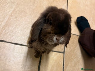 Mini Lop rabbits for sale - Advert 1
