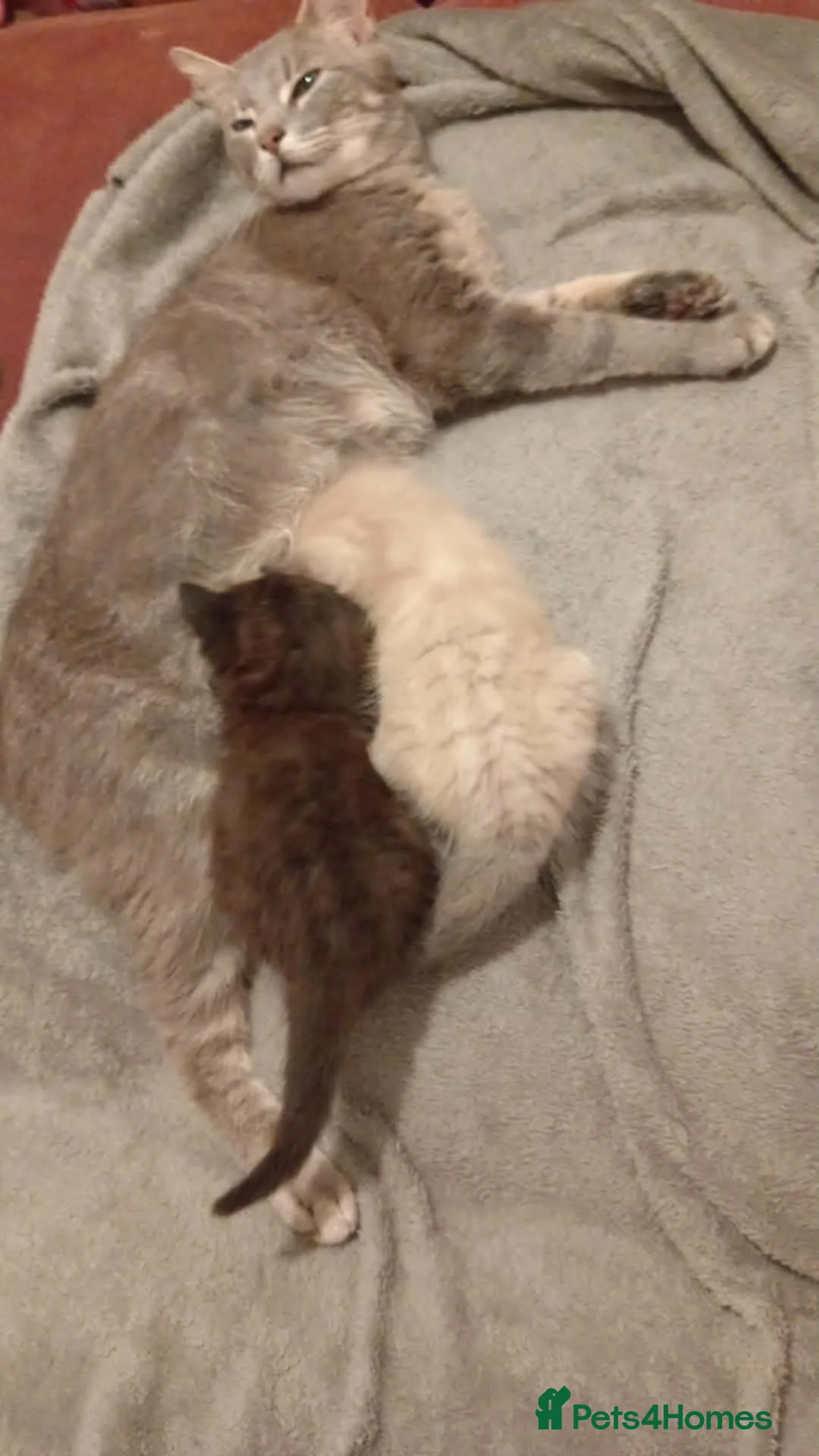 Mixed Breed cats for sale: 2  stunning kittens  - Advert 5