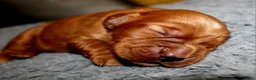 Cocker Spaniel dogs for sale: KC Reg WCS pups Health tested FTCH lines - Advert 6
