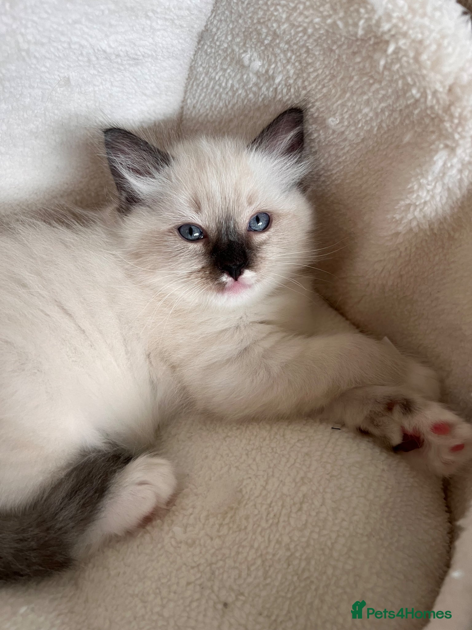 Ragdoll cats for sale: Ragdoll kittens in Menai Bridge - Advert 13