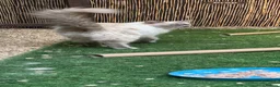 Ragdoll cats for sale: Blue point kittens - Advert 2