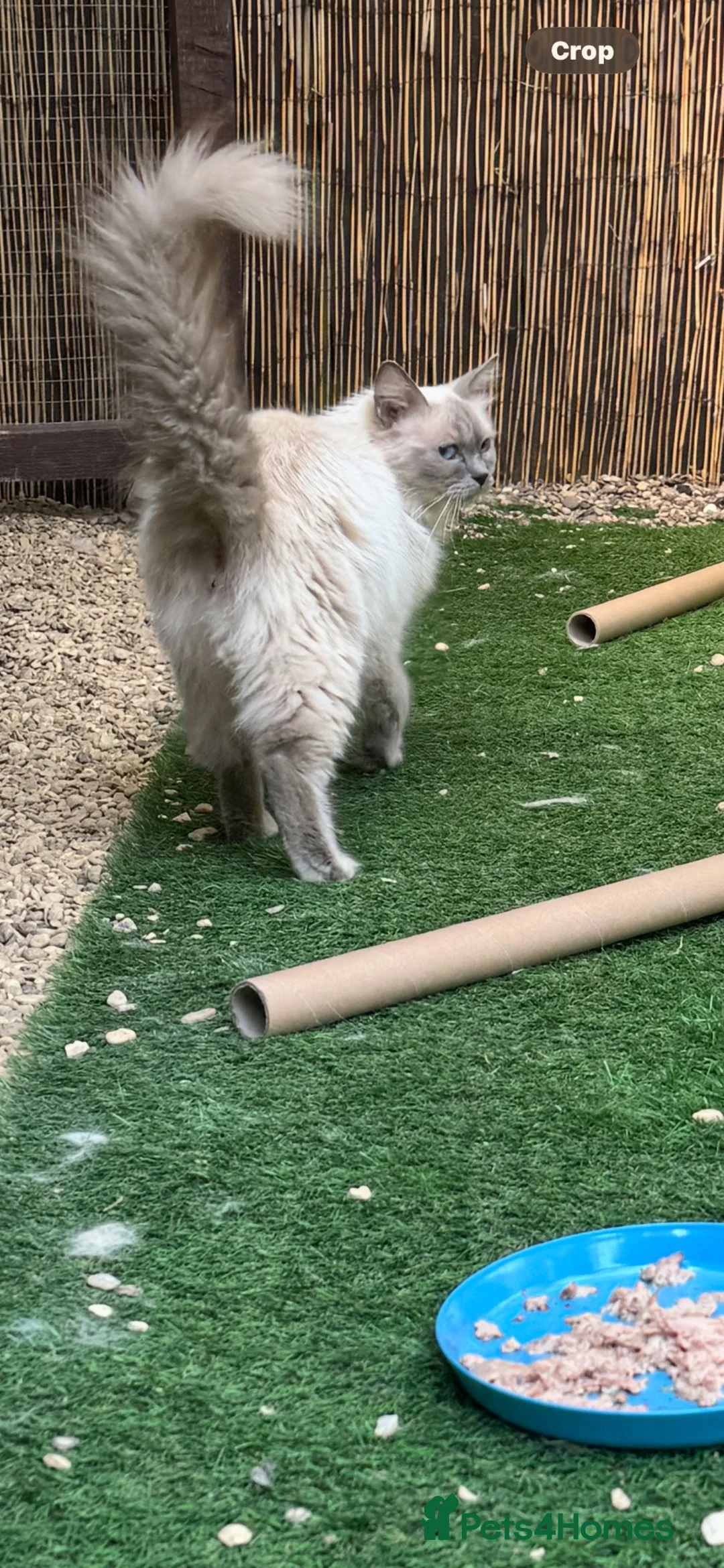 Ragdoll cats for sale: Blue point kittens - Advert 2