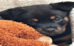 Rottweiler dogs for sale: 12 week old Rottweiler puppy - Image 4