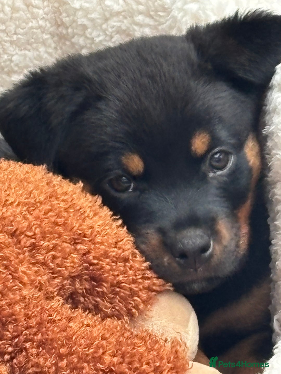Rottweiler dogs for sale: 12 week old Rottweiler puppy - Image 4