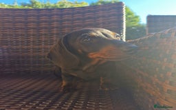 Dachshund dogs for sale: KC reg. Show Quality Standard Dachshund Girl in Ware - Image 24
