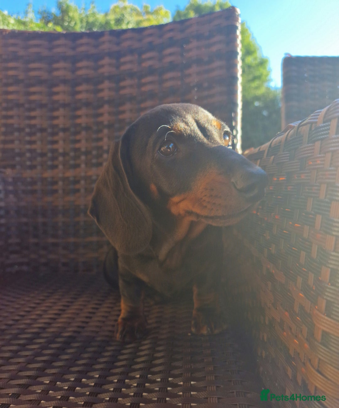 Dachshund dogs for sale: KC reg. Show Quality Standard Dachshund Girl in Ware - Image 24