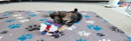 Mixed Breed dogs for sale: Beautiful Shorkie-Poo / Pom-Poo Puppies - Advert 16