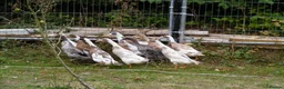 Ducks poultry for sale: Indian Runner Ducks - Advert 1
