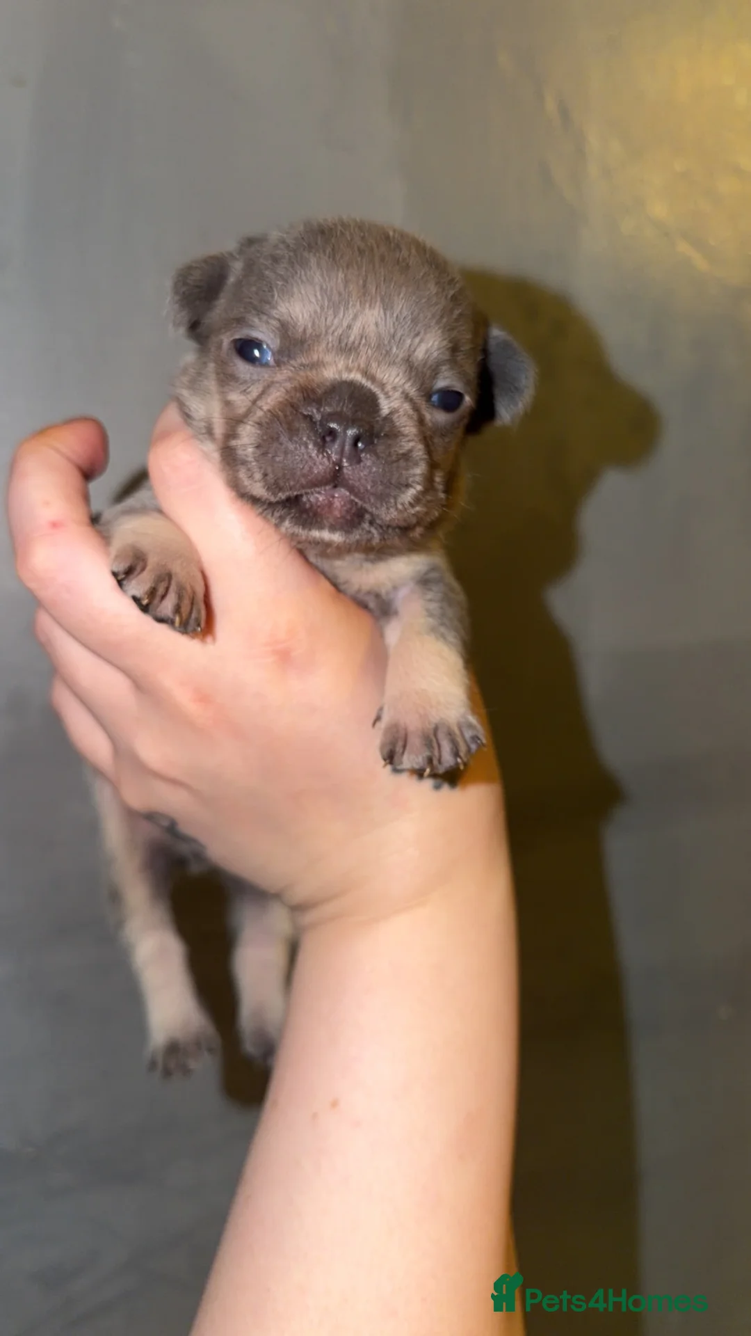French Bulldog dogs for sale: French bulldogs  - Advert 1