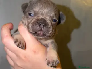 French Bulldog dogs French bulldogs - Advert 15