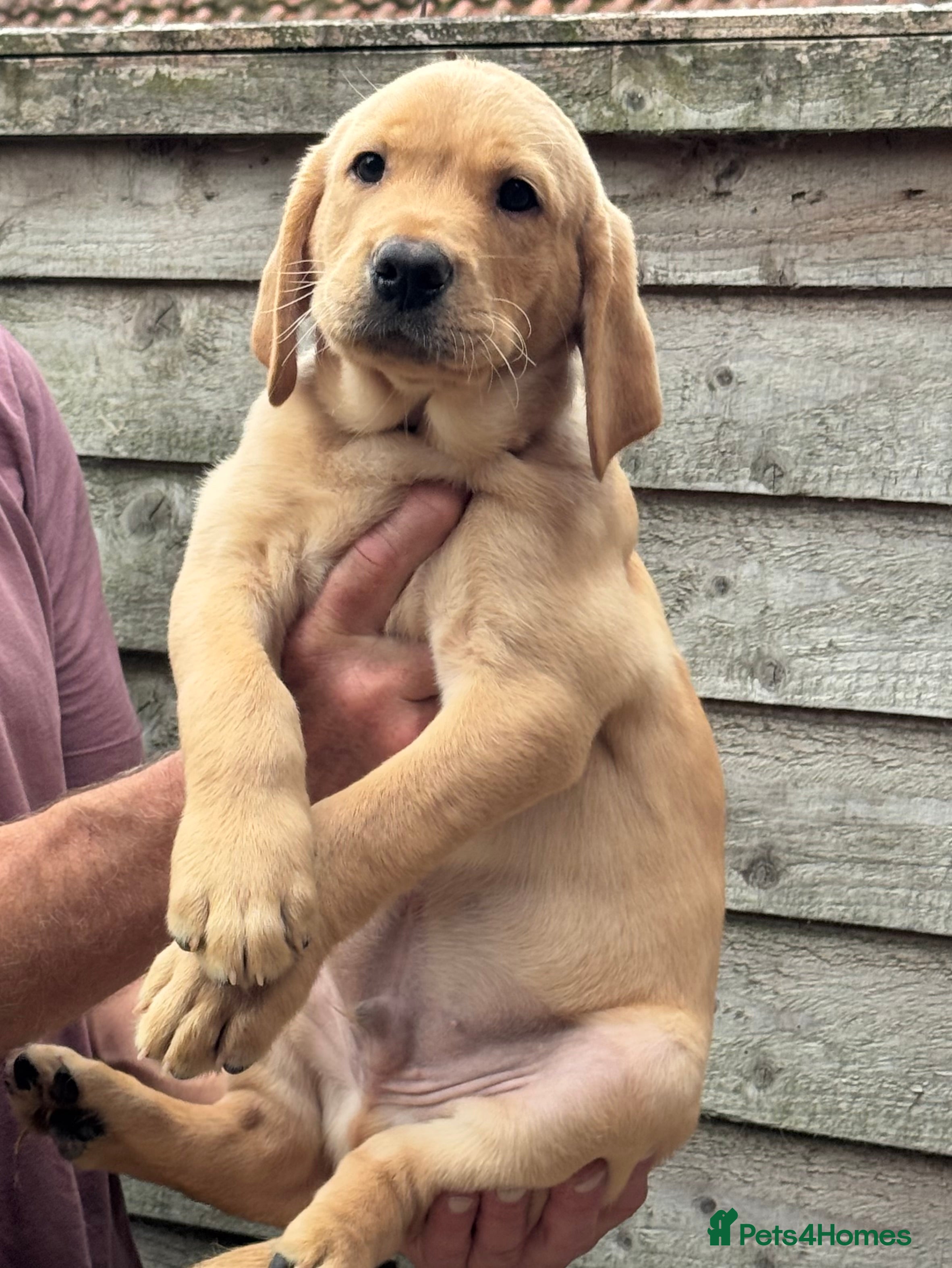 Labrador Retriever dogs KC Registered Fox Red Labrador Puppies for Sale - Advert 2