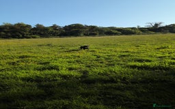 Mixed Breed dogs for sale: Needs a loving home  - Image 16